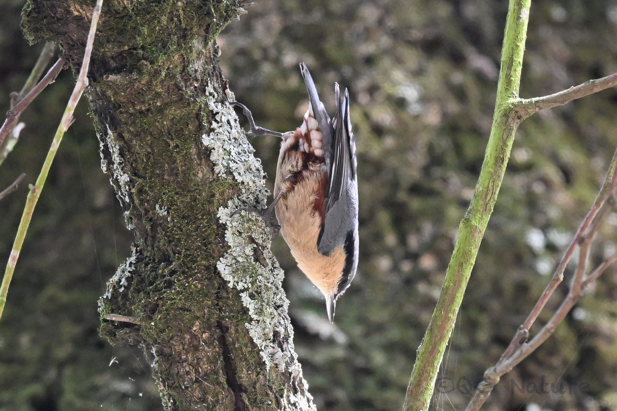 Chestnut-vented Nuthatch