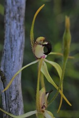 Caladenia hoffmanii