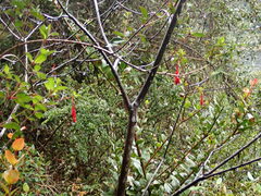Fuchsia boliviana