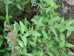 Spiraea