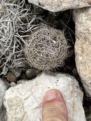 Coryphantha echinus