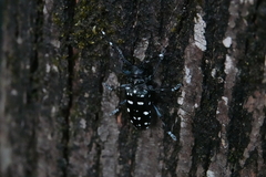 Anoplophora macularia