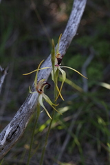 Caladenia hoffmanii