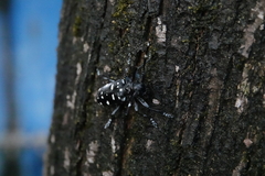 Anoplophora macularia