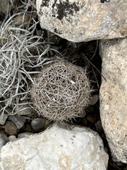 Coryphantha echinus