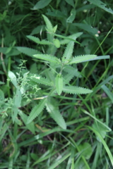Pedicularis lanceolata