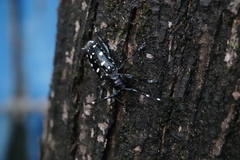 Anoplophora macularia