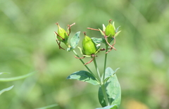 Hypericum ascyron