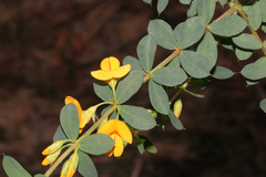 Pultenaea spinosa