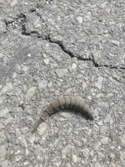 Insecta