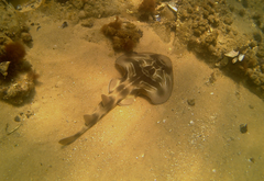 Trygonorrhina dumerilii