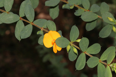Pultenaea spinosa