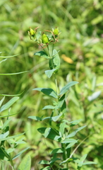 Hypericum ascyron