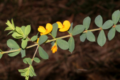Pultenaea spinosa