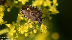 Dolycoris baccarum