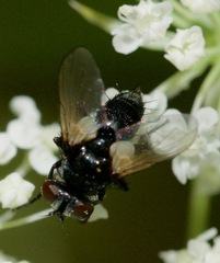 Leucostomatini