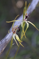 Caladenia hoffmanii