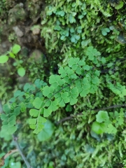 Adiantum excisum