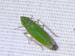 Draeculacephala inscripta