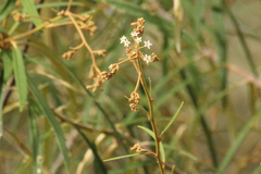 Astrotricha longifolia