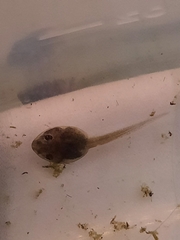 Hyla chrysoscelis