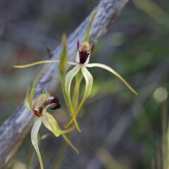 Caladenia hoffmanii