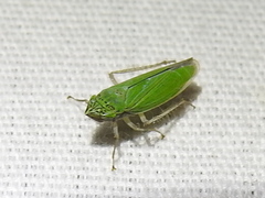 Draeculacephala inscripta