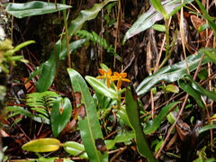 Epidendrum