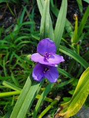 Tradescantia ohiensis