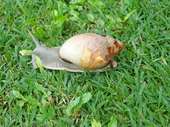 Megalobulimus oblongus
