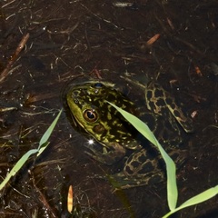Lithobates septentrionalis
