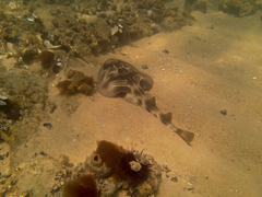 Trygonorrhina dumerilii