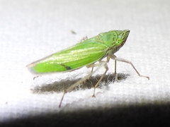 Draeculacephala inscripta