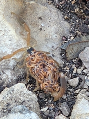 Centruroides vittatus