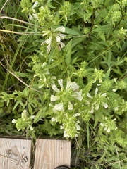 Pedicularis lanceolata
