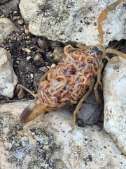 Centruroides vittatus