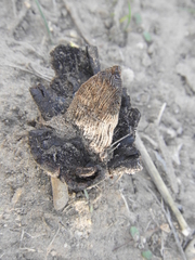 Prosopanche americana