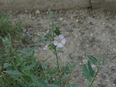 Sphaeralcea fendleri