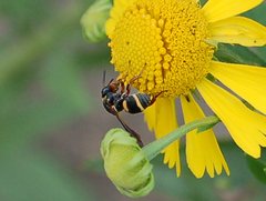 Epeolus bifasciatus