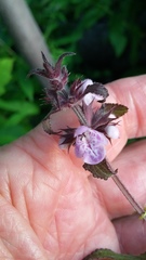 Stachys palustris