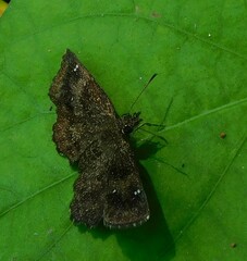 Staphylus hayhurstii