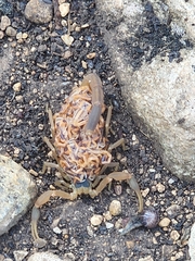 Centruroides vittatus