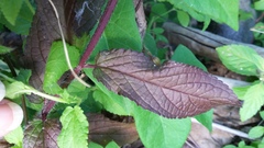 Stachys palustris