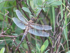 Libellula quadrimaculata