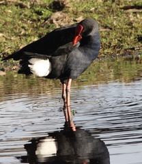 Porphyrio melanotus