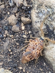Centruroides vittatus