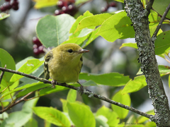 Setophaga castanea