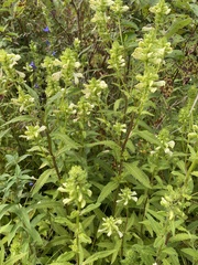 Pedicularis lanceolata