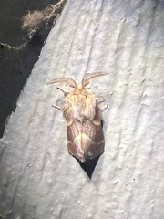 Malacosoma californica