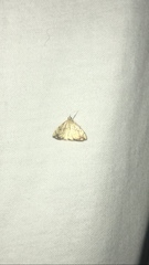 Evergestis pallidata